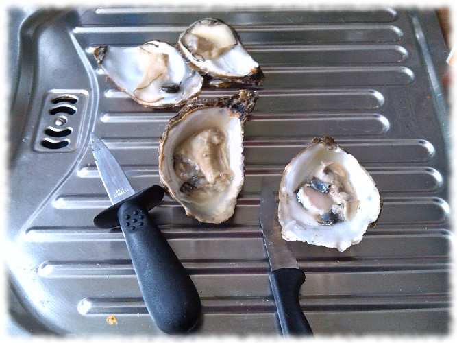 oystershooter-austern