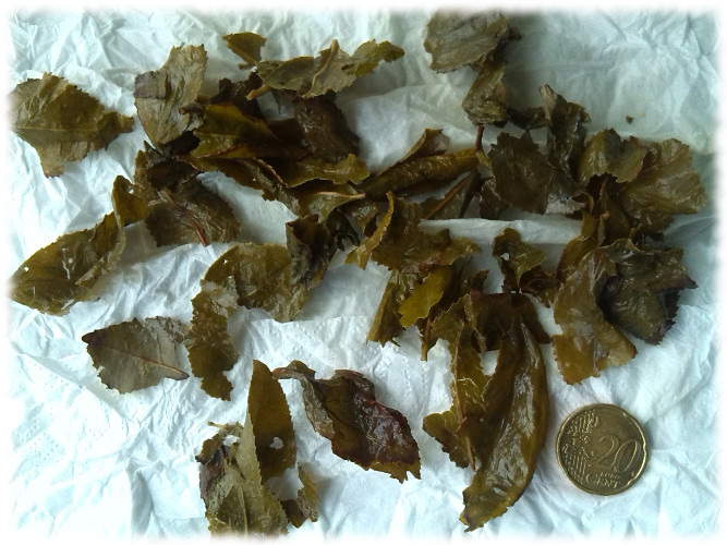 tiegunanyin-aufgegangen