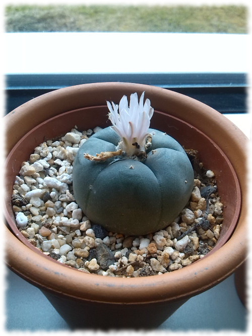Peyote Blüte