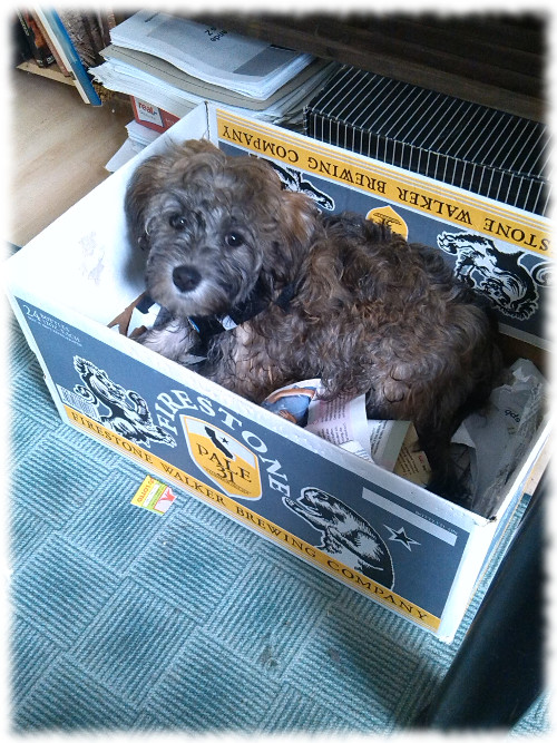 Firestone Walker Pale 31 mit Sony in der Kiste