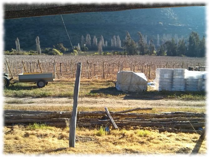 Pisco Bauzá Besuch der Destillerie 04