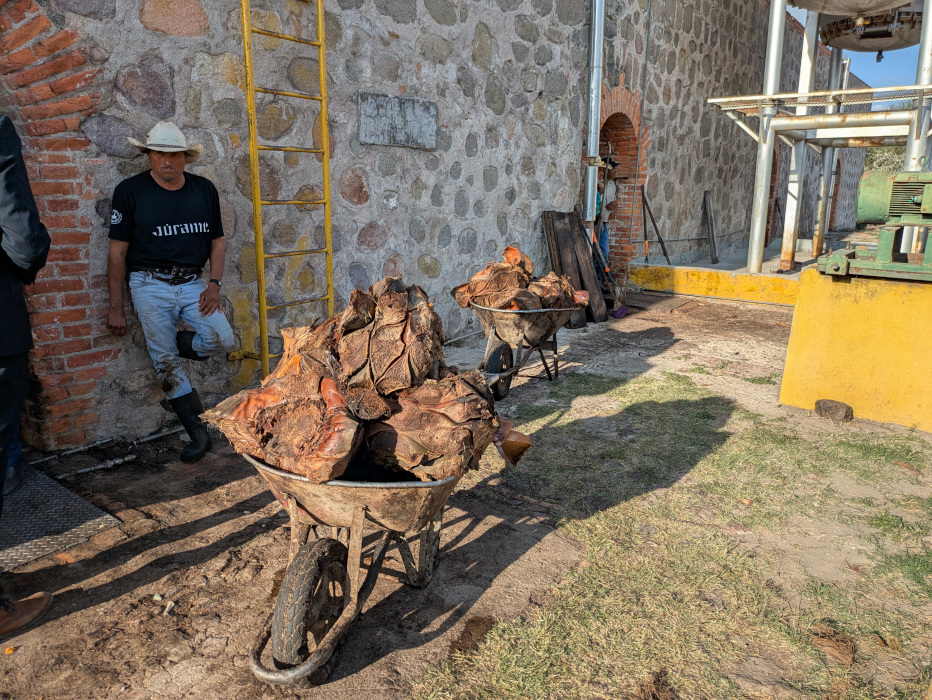 Júrame Agaven gekocht 02