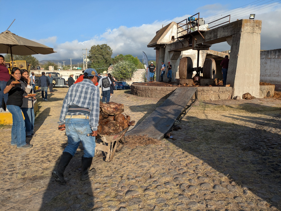 Júrame Agaven gekocht 04