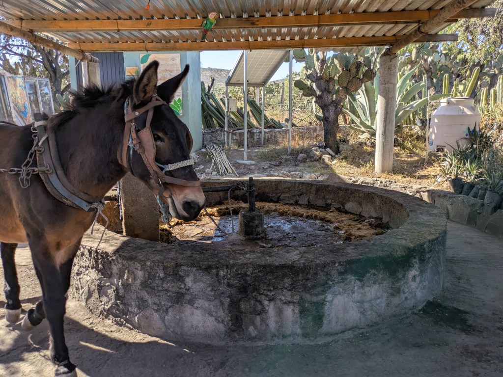 Schritt 1 Tahona und Esel 6