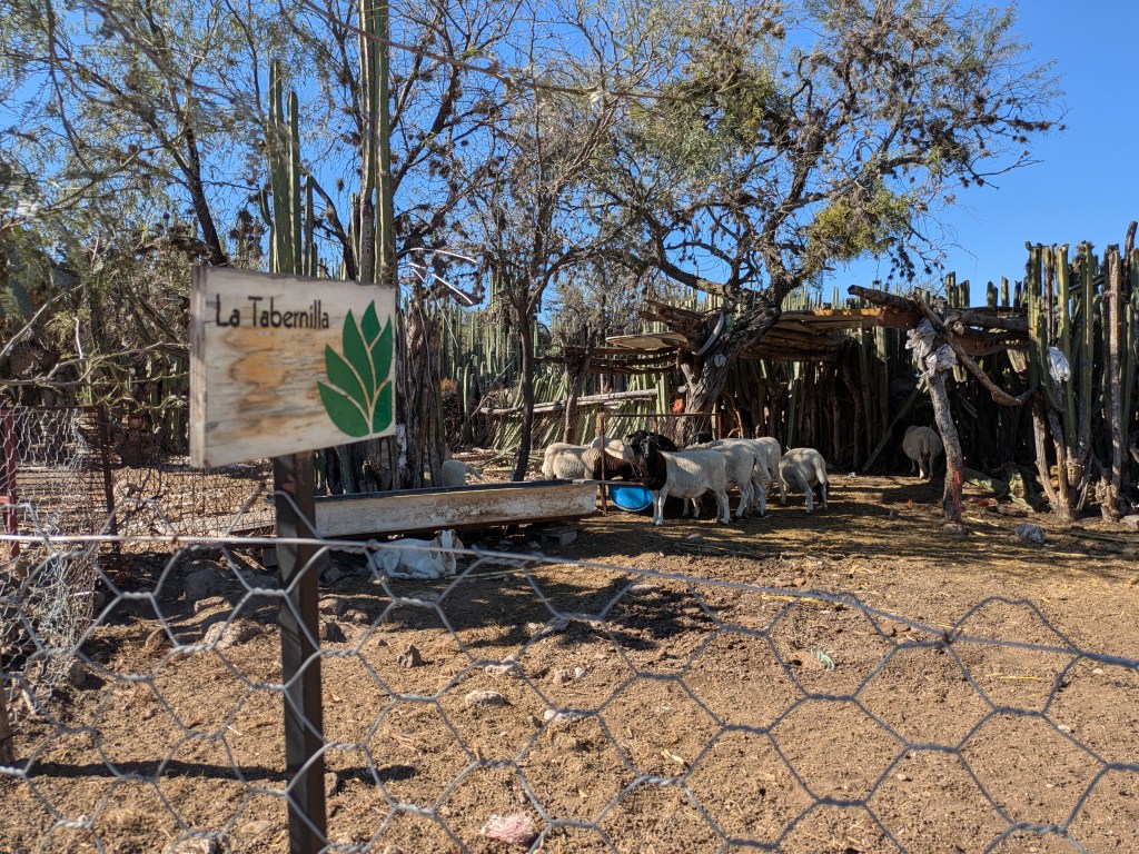 Taberna Navarro San Luis Potosí 08