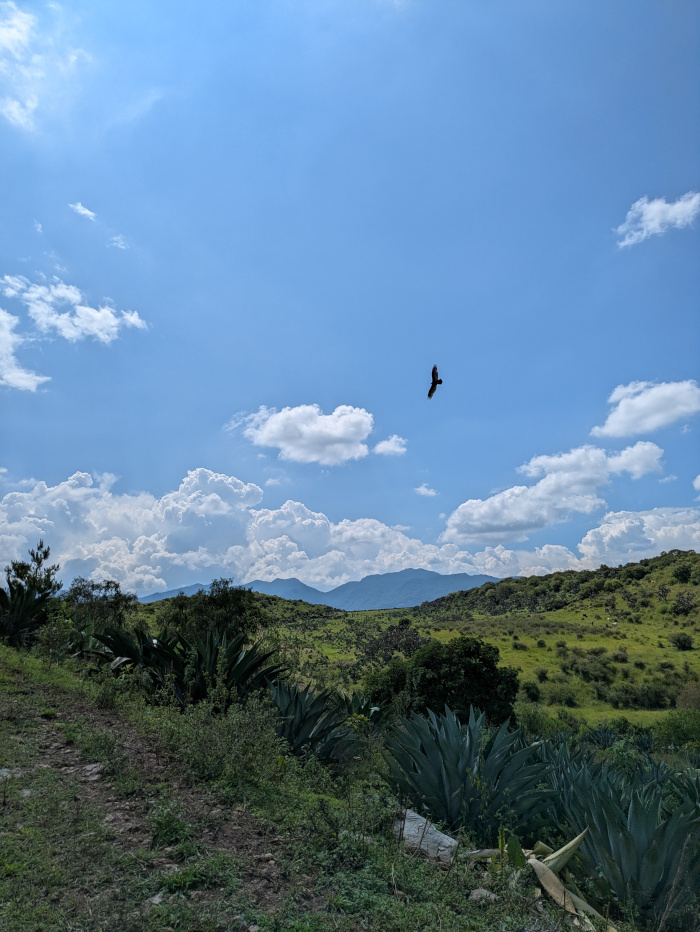 Agave Maximiliana auf dem Feld 03