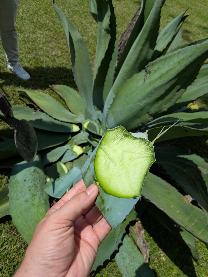 Agave Maximiliana Blätter Innenstruktur