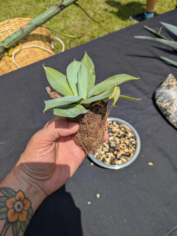Agave Maximiliana Jung