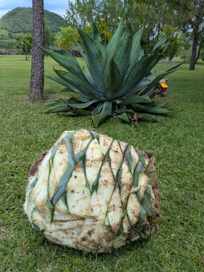 Agave Maximiliana Piña 01