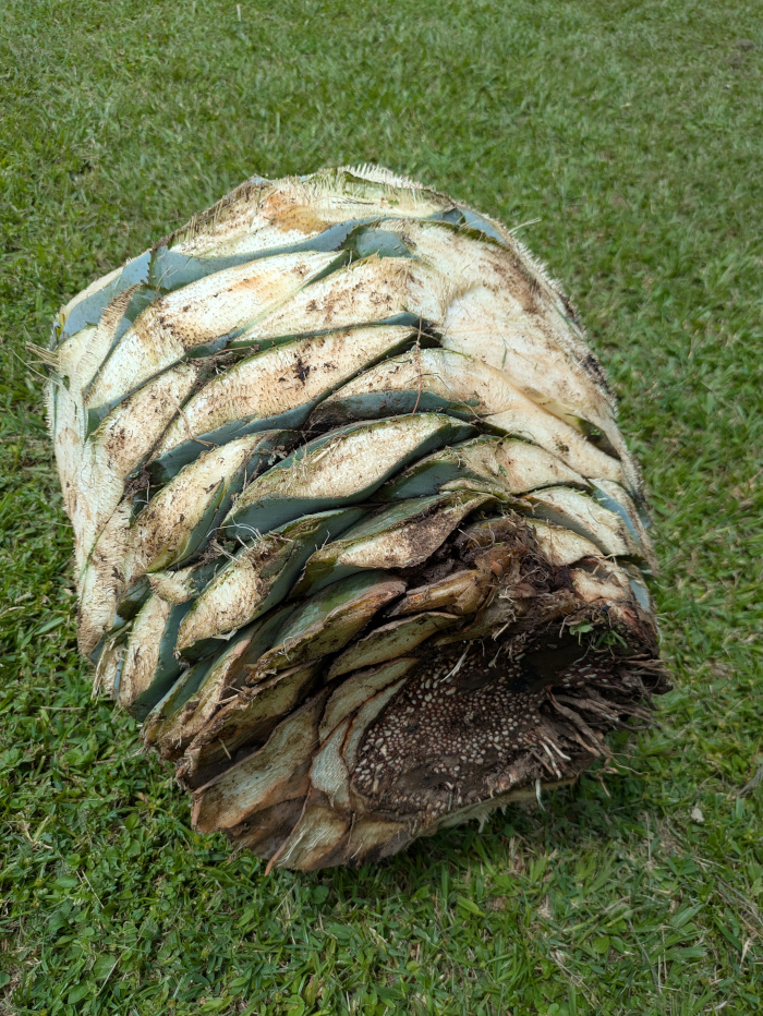 Agave Maximiliana Piña 02