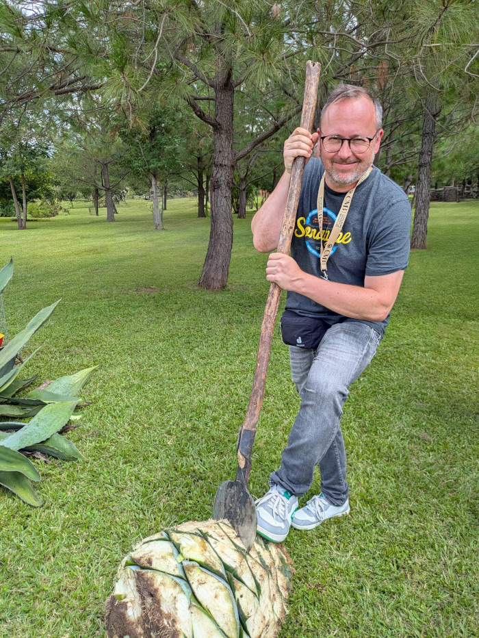 Agave Maximiliana Piña 03