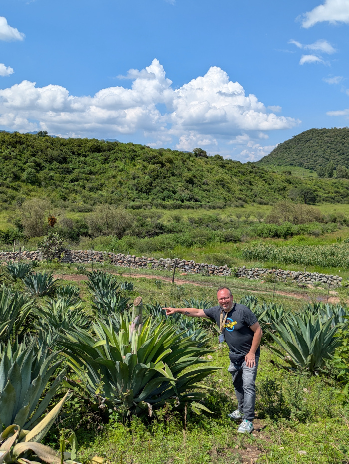 Agave Maximiliana Quiote 04