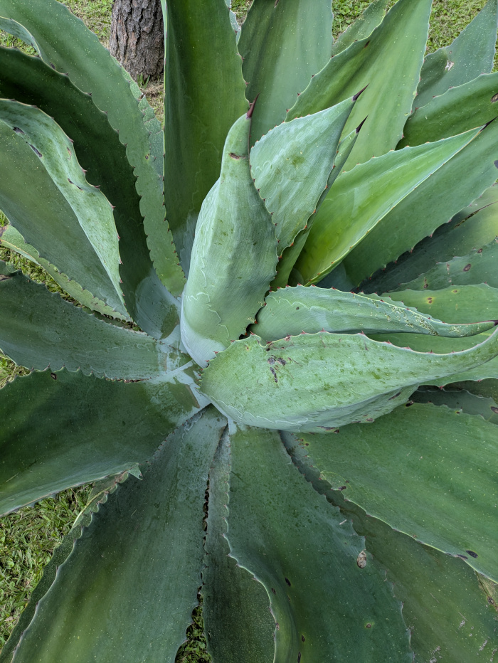 Agave Maximiliana von oben