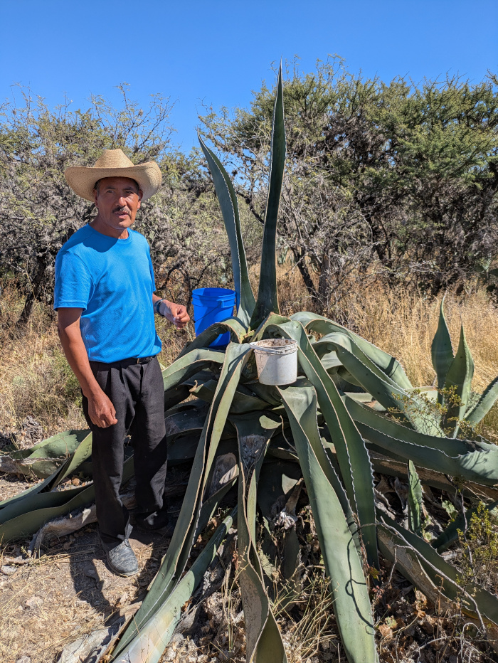 San Luis Potosí Pulque 02