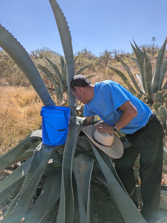 San Luis Potosí Pulque 03