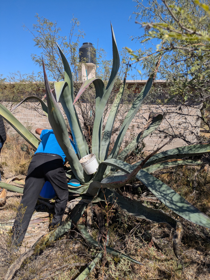 San Luis Potosí Pulque 04