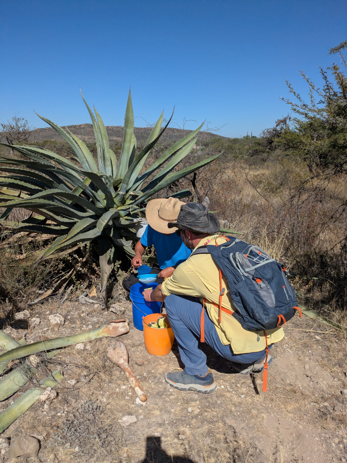 San Luis Potosí Pulque 05
