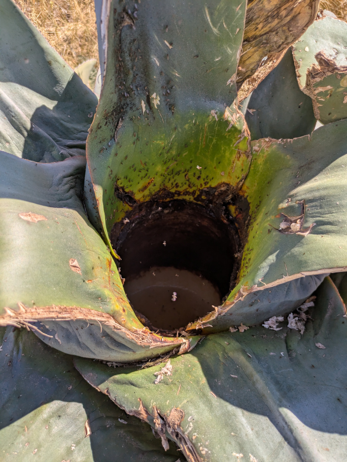 San Luis Potosí Pulque 06