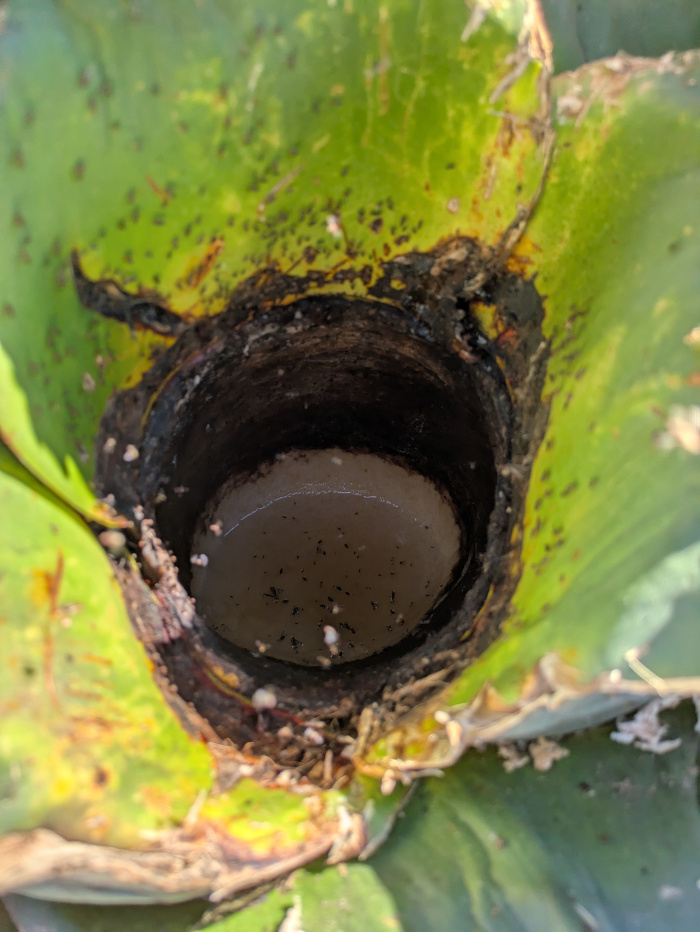 San Luis Potosí Pulque 07