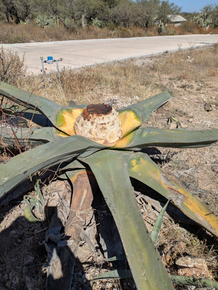San Luis Potosí Pulque 11